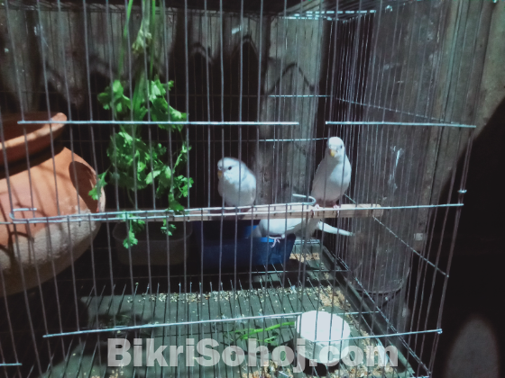 বাজিগার + ডায়মন্ড ডাব